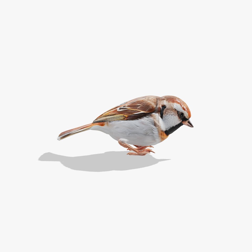 Tree Sparrow 3D Model with Detailed Textures